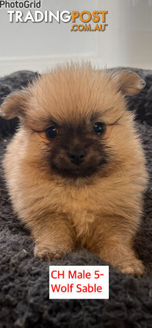 Cute Purebred Pomeranian Puppies