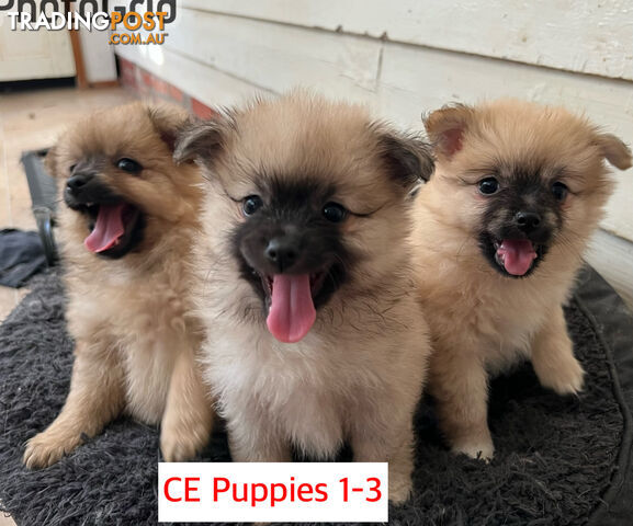 Cute Purebred Pomeranian Puppies