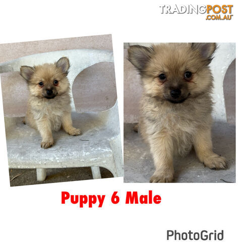 Gorgeous and Fluffy Purebred Pomeranian Puppies