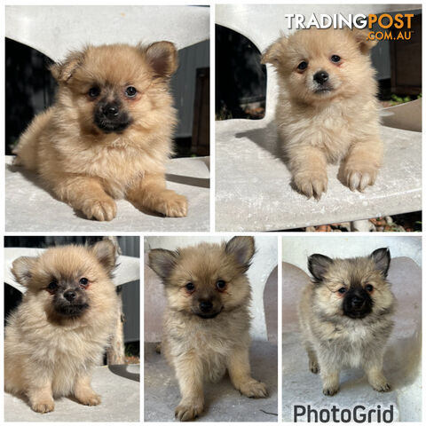 Gorgeous and Fluffy Purebred Pomeranian Puppies