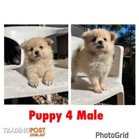 Gorgeous and Fluffy Purebred Pomeranian Puppies