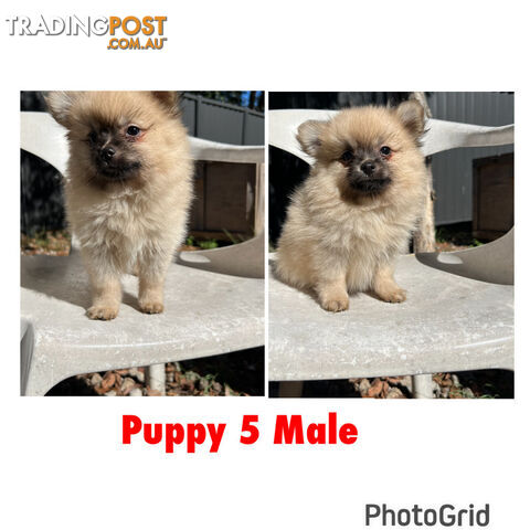 Gorgeous and Fluffy Purebred Pomeranian Puppies