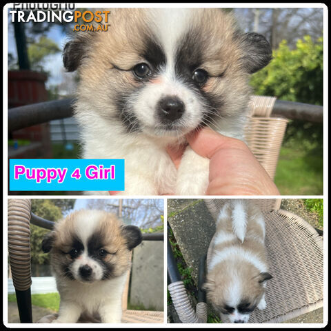 Purebred Mini Pomeranian Puppies