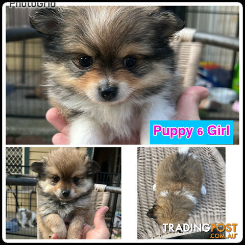 Purebred Mini Pomeranian Puppies