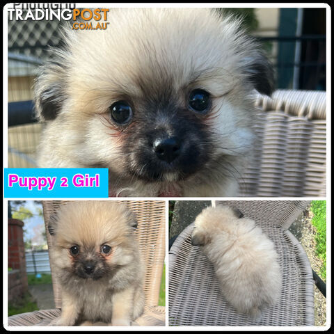 Purebred Mini Pomeranian Puppies