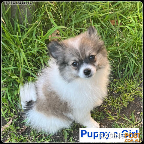 6 Purebred  Pomeranian Puppies - With updated photos- READY TO Go .