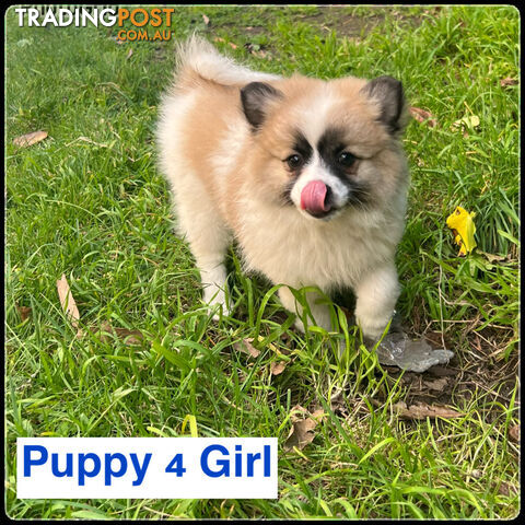 6 Purebred  Pomeranian Puppies - With updated photos- READY TO Go .