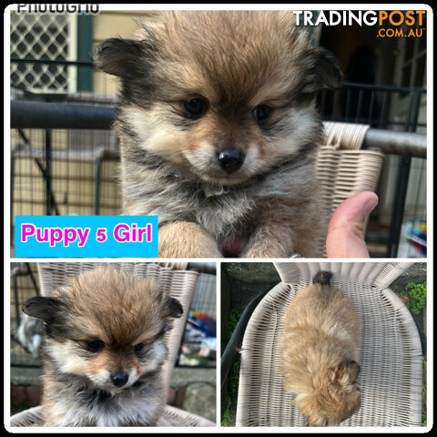 Purebred Mini Pomeranian Puppies