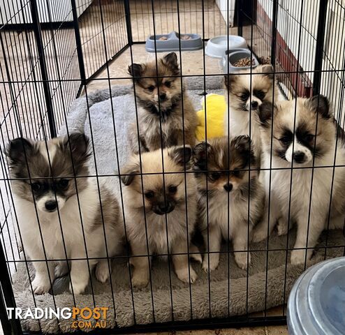 6 Purebred  Pomeranian Puppies - With updated photos- READY TO Go .