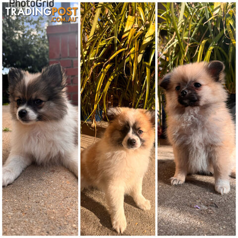 6 Purebred  Pomeranian Puppies - With updated photos- READY TO Go .