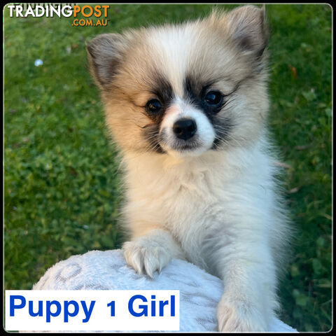 6 Purebred  Pomeranian Puppies - With updated photos- READY TO Go .