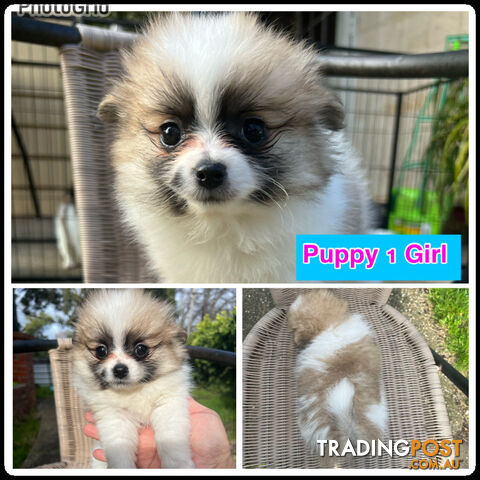 Purebred Mini Pomeranian Puppies