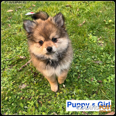 6 Purebred  Pomeranian Puppies - With updated photos- READY TO Go .