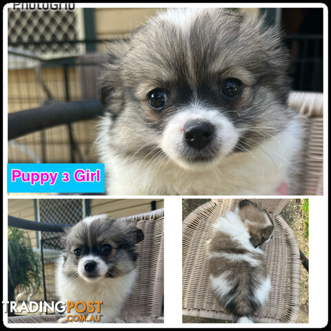 Purebred Mini Pomeranian Puppies