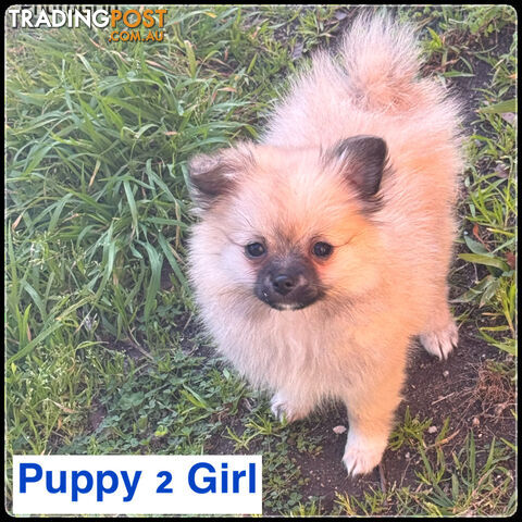 6 Purebred  Pomeranian Puppies - With updated photos- READY TO Go .