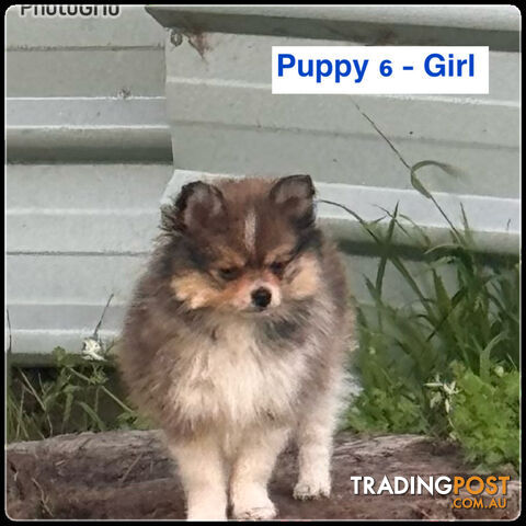 6 Purebred  Pomeranian Puppies - With updated photos- READY TO Go .