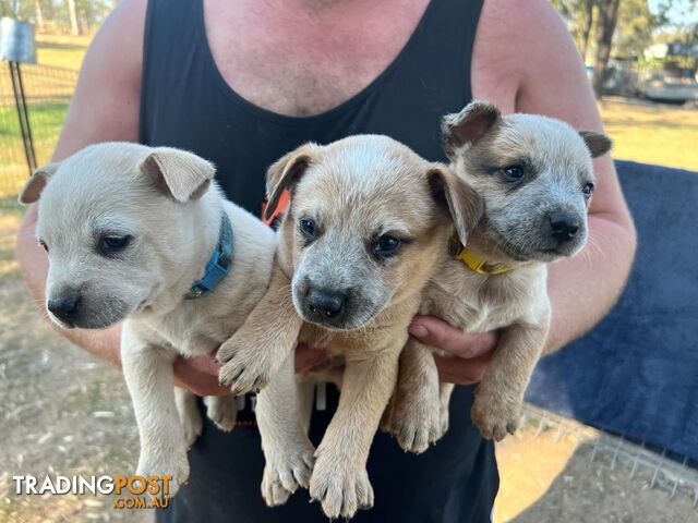 Cattle dog puppies