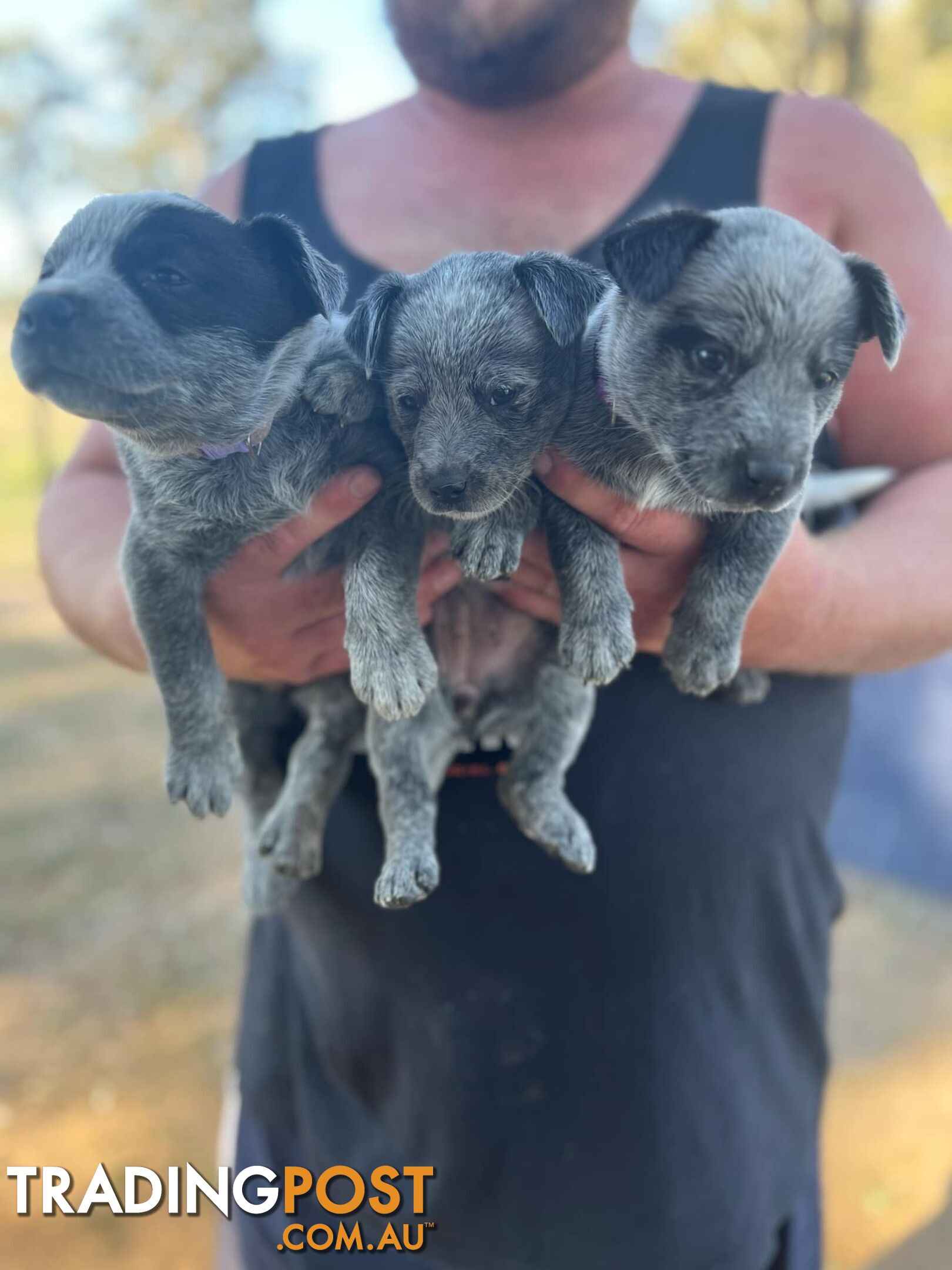 Cattle dog puppies