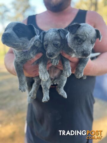 Cattle dog puppies