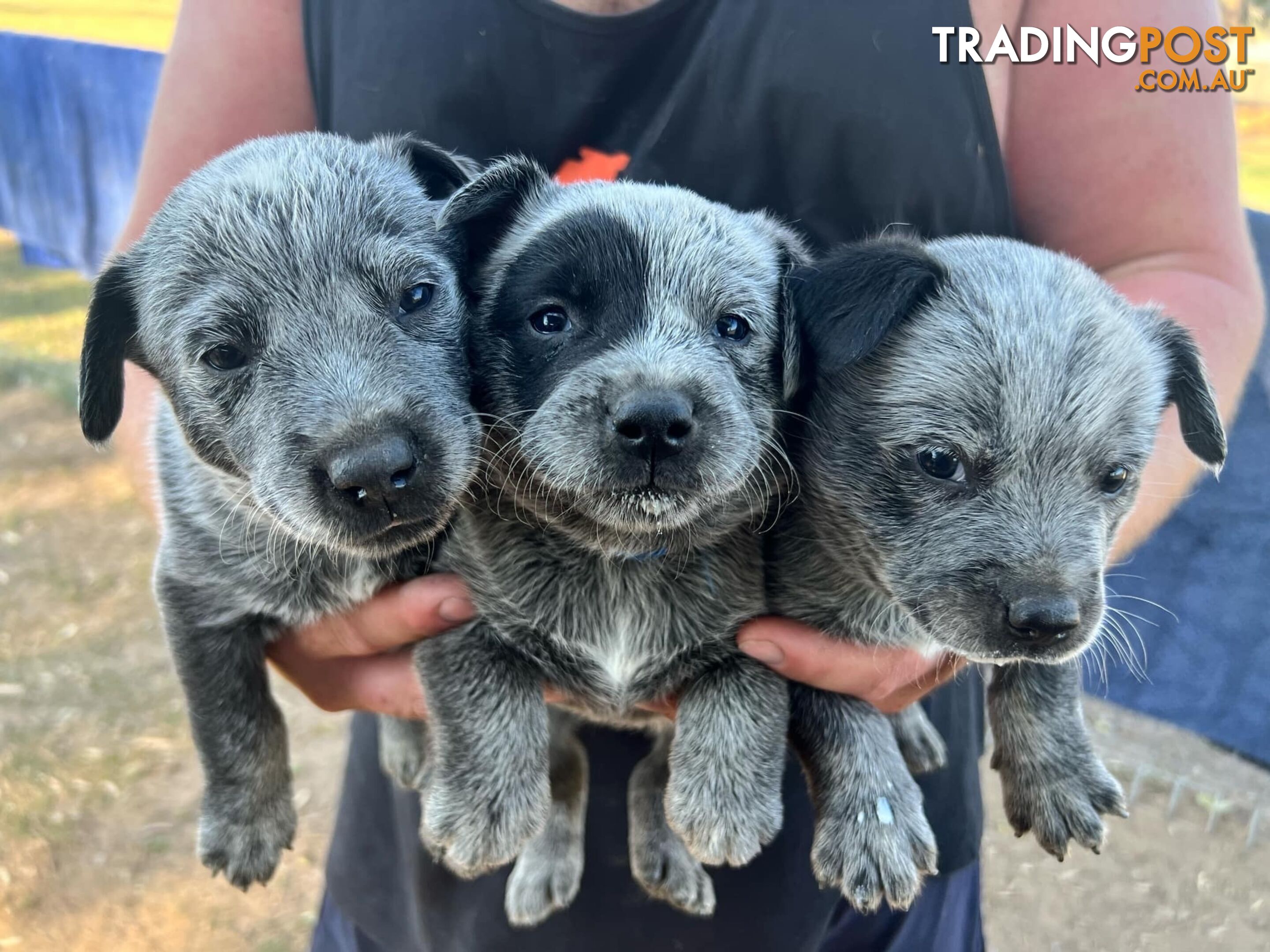 Cattle dog puppies