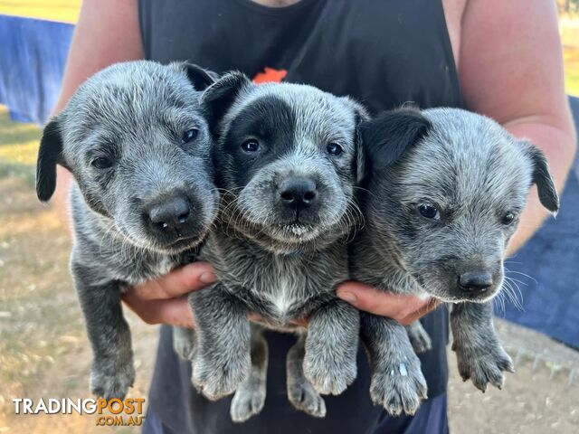 Cattle dog puppies