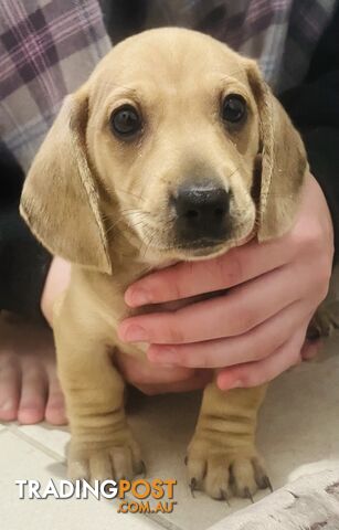 Dachshund Puppies (short haired)