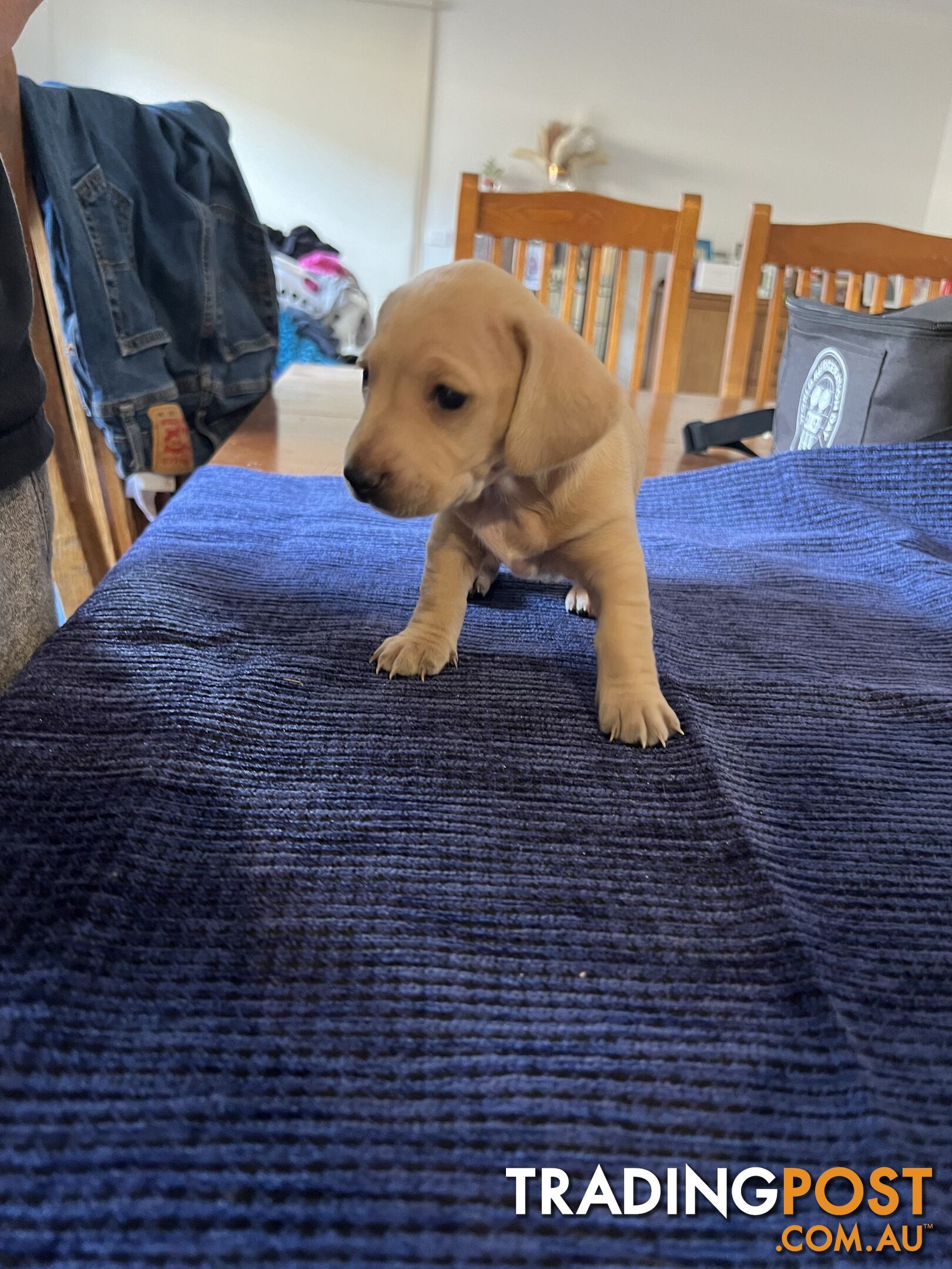 Dachshund Puppies (short haired)