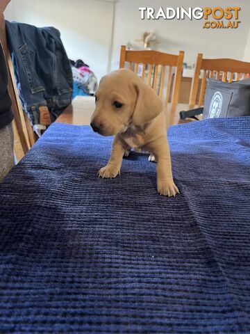 Dachshund Puppies (short haired)