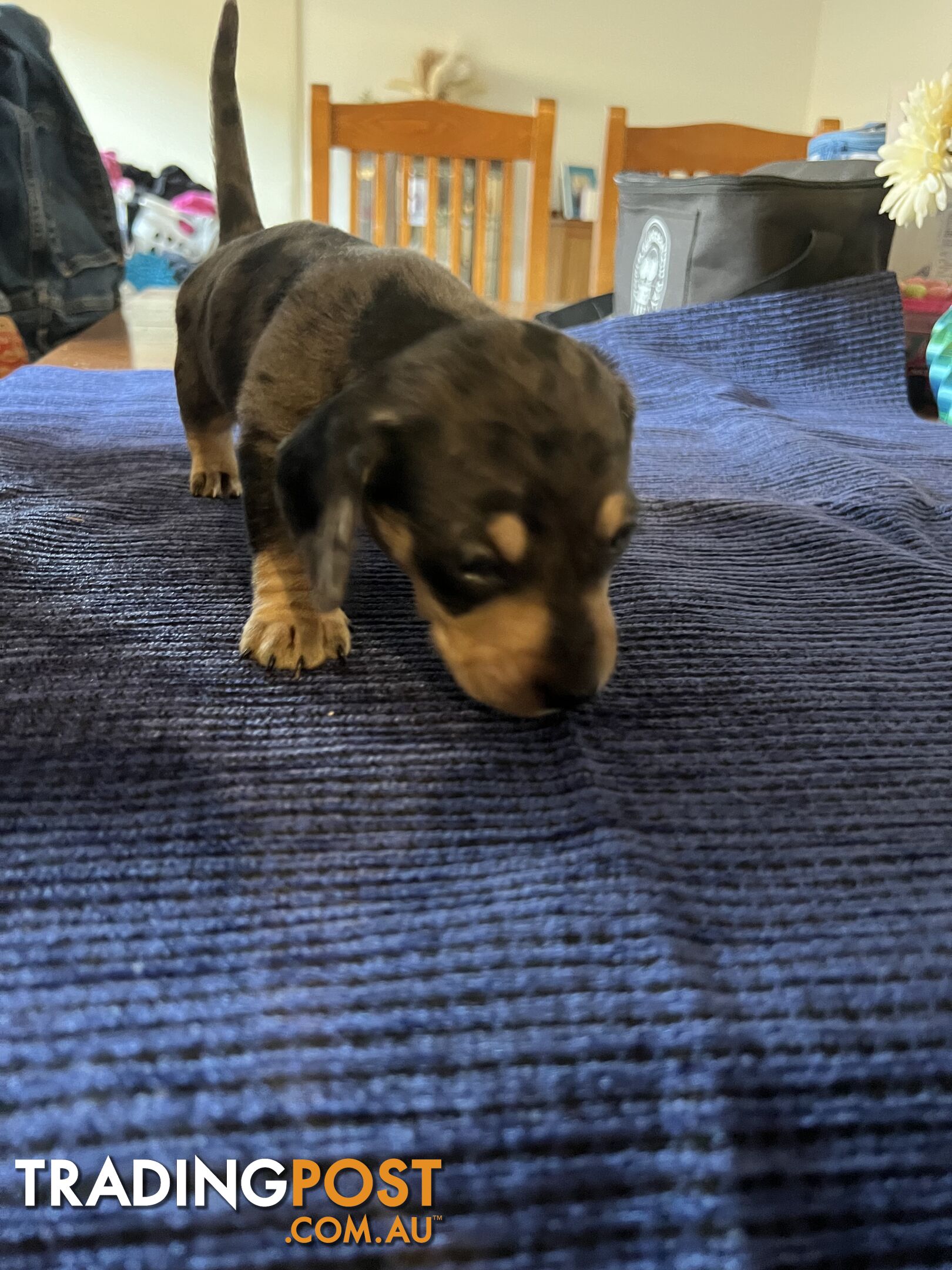 Dachshund Puppies (short haired)