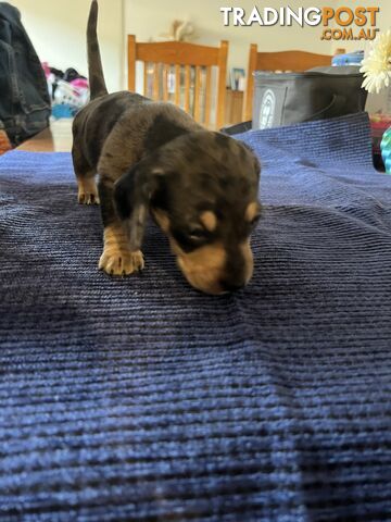 Dachshund Puppies (short haired)