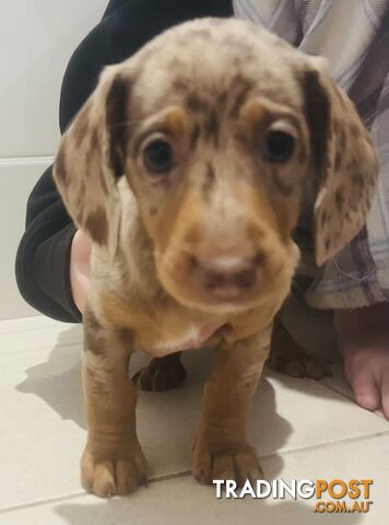 Dachshund Puppies (short haired)