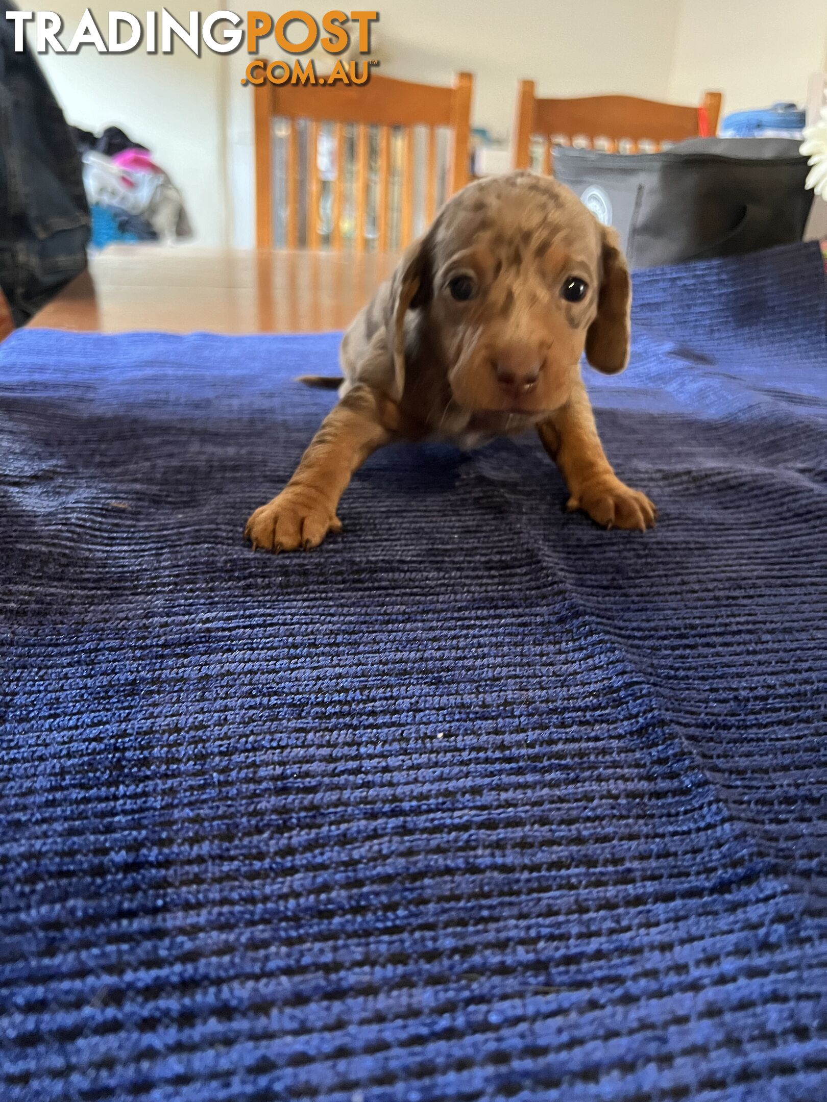 Dachshund Puppies (short haired)