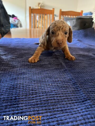 Dachshund Puppies (short haired)