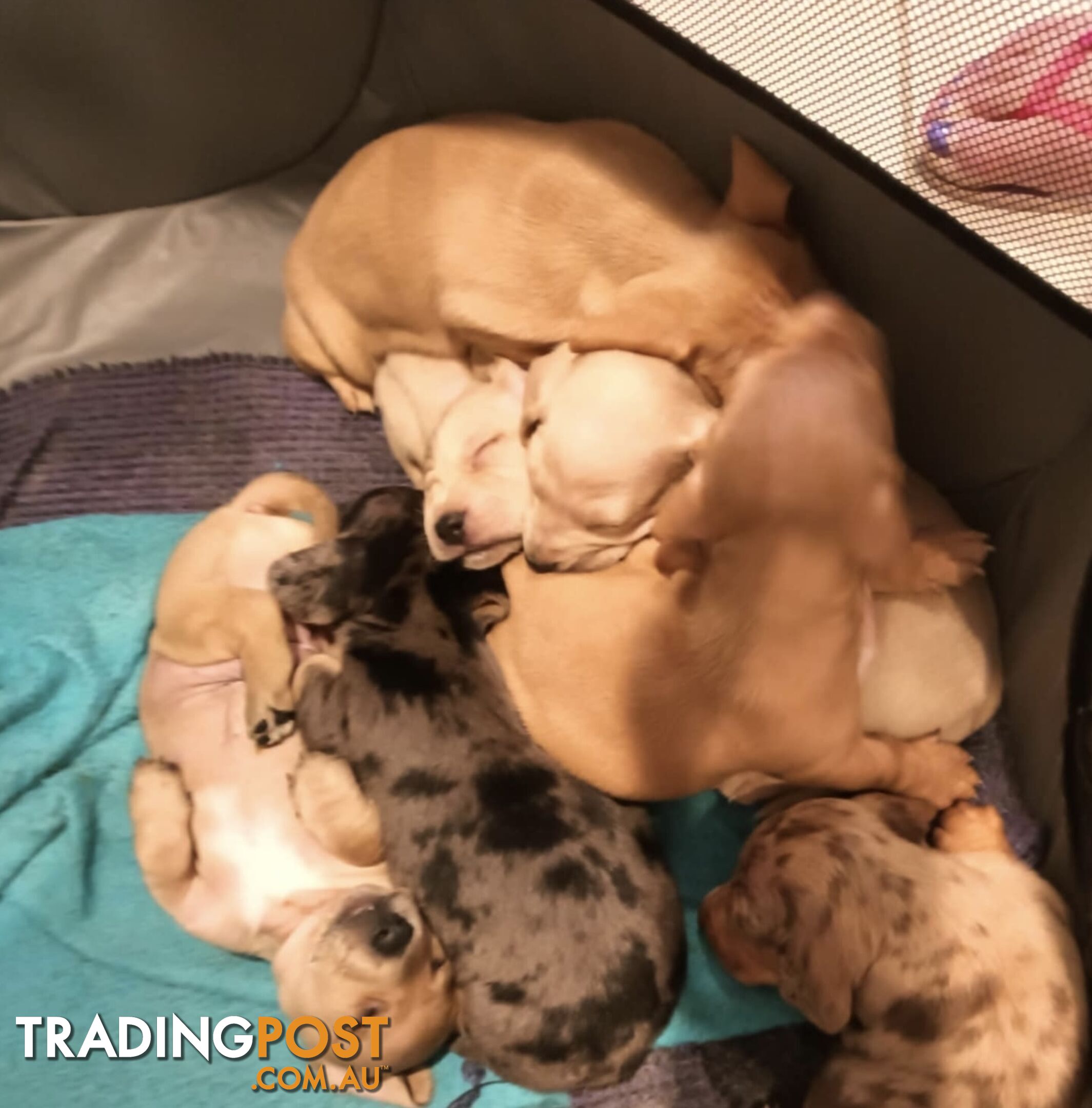 Dachshund Puppies (short haired)