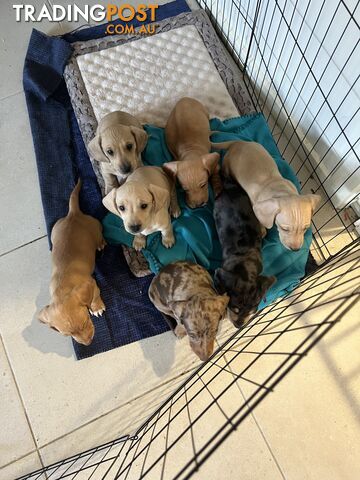 Dachshund Puppies (short haired)