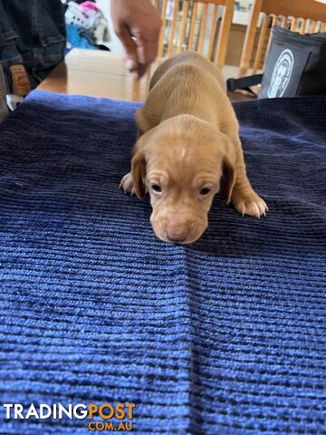 Dachshund Puppies (short haired)