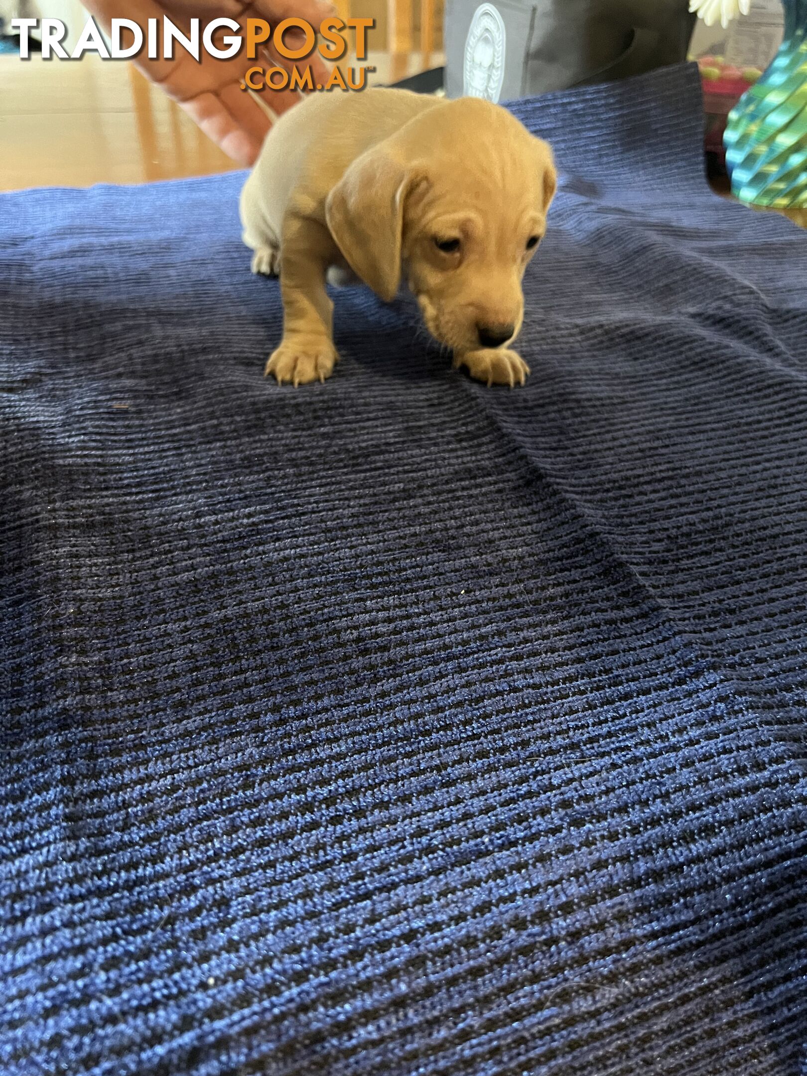 Dachshund Puppies (short haired)