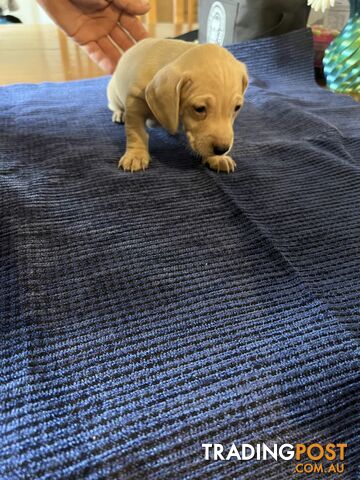 Dachshund Puppies (short haired)