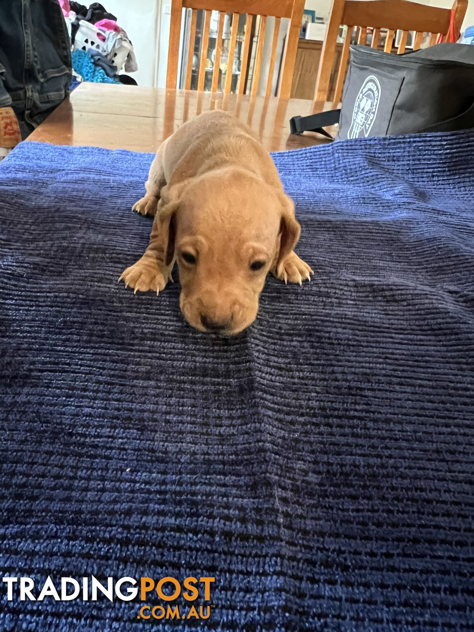 Dachshund Puppies (short haired)