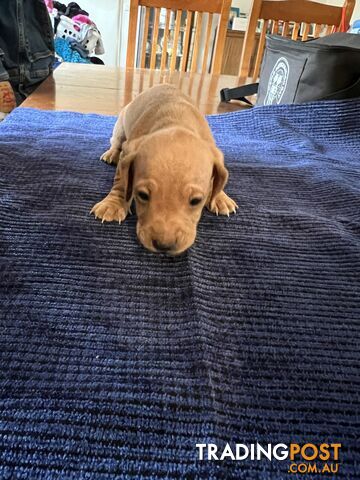 Dachshund Puppies (short haired)