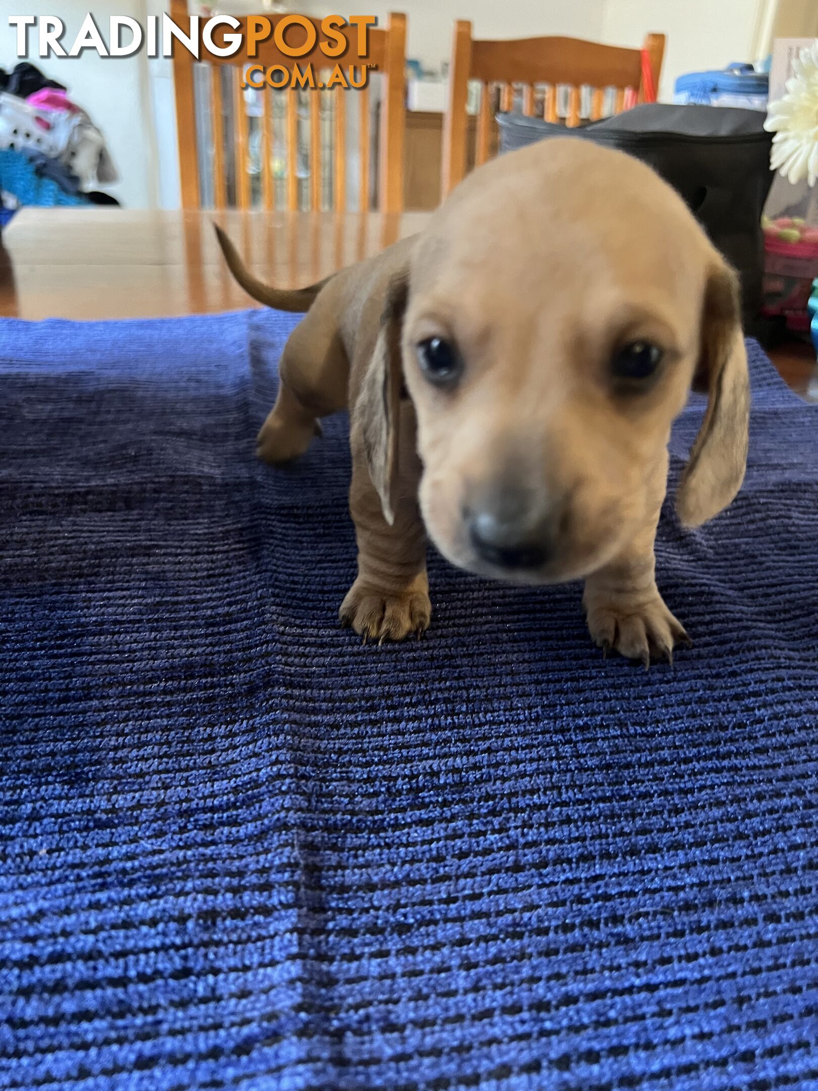 Dachshund Puppies (short haired)