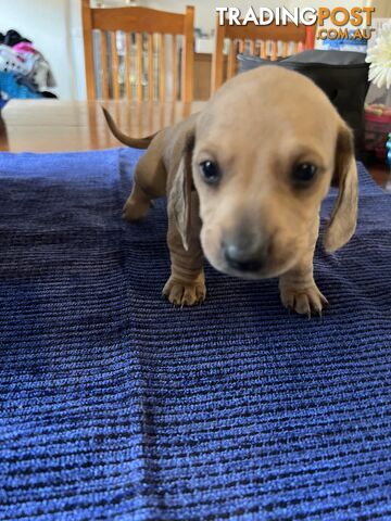 Dachshund Puppies (short haired)