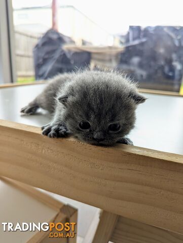 Pure Bred Blue British shorthair Kittens