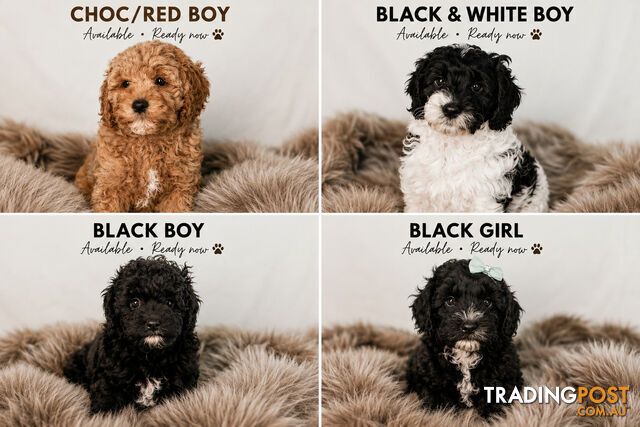 Gorgeous Family-Raised Cavoodle Puppies