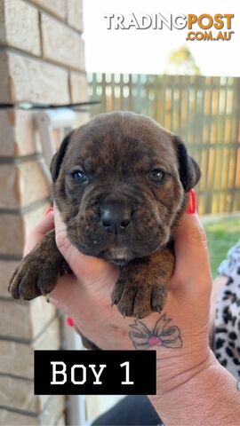 Rottweiler x American Bulldog puppies