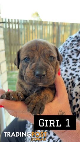 Rottweiler x American Bulldog puppies