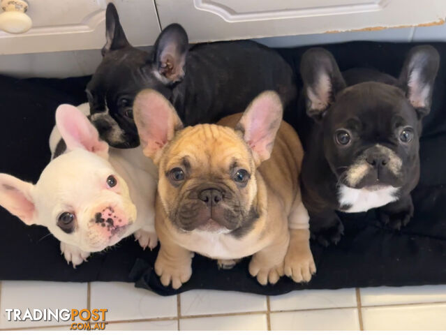 Purebred FrenchBulldog Pups