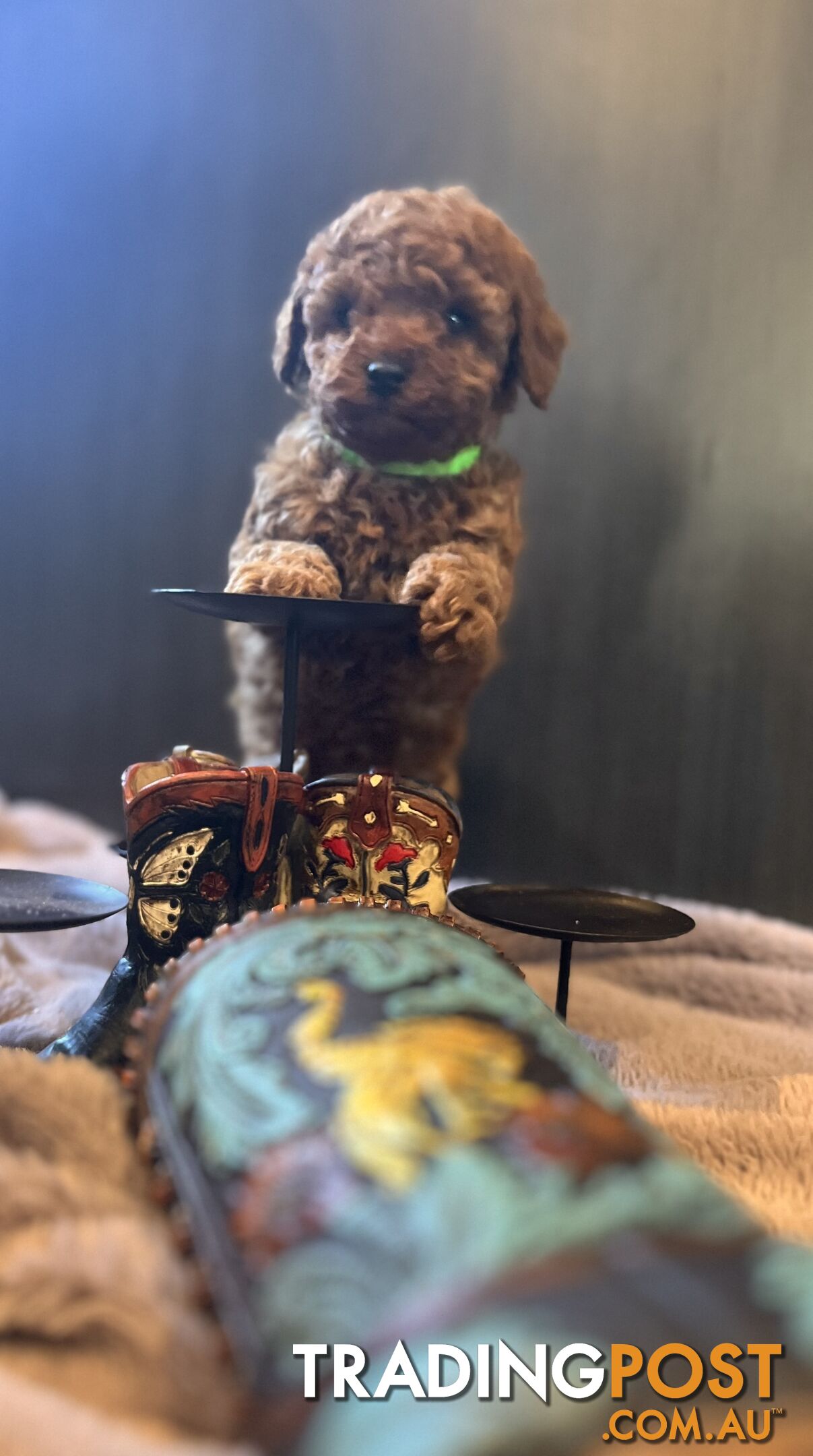 Toy Poodle 6 weeks - DNA Cleared- pure breed - non shedding