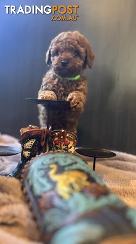 Toy Poodle 6 weeks - DNA Cleared- pure breed - non shedding