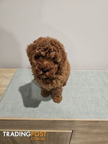 Toy Poodle puppies - pure breed - nice dark colour - lovely spirited